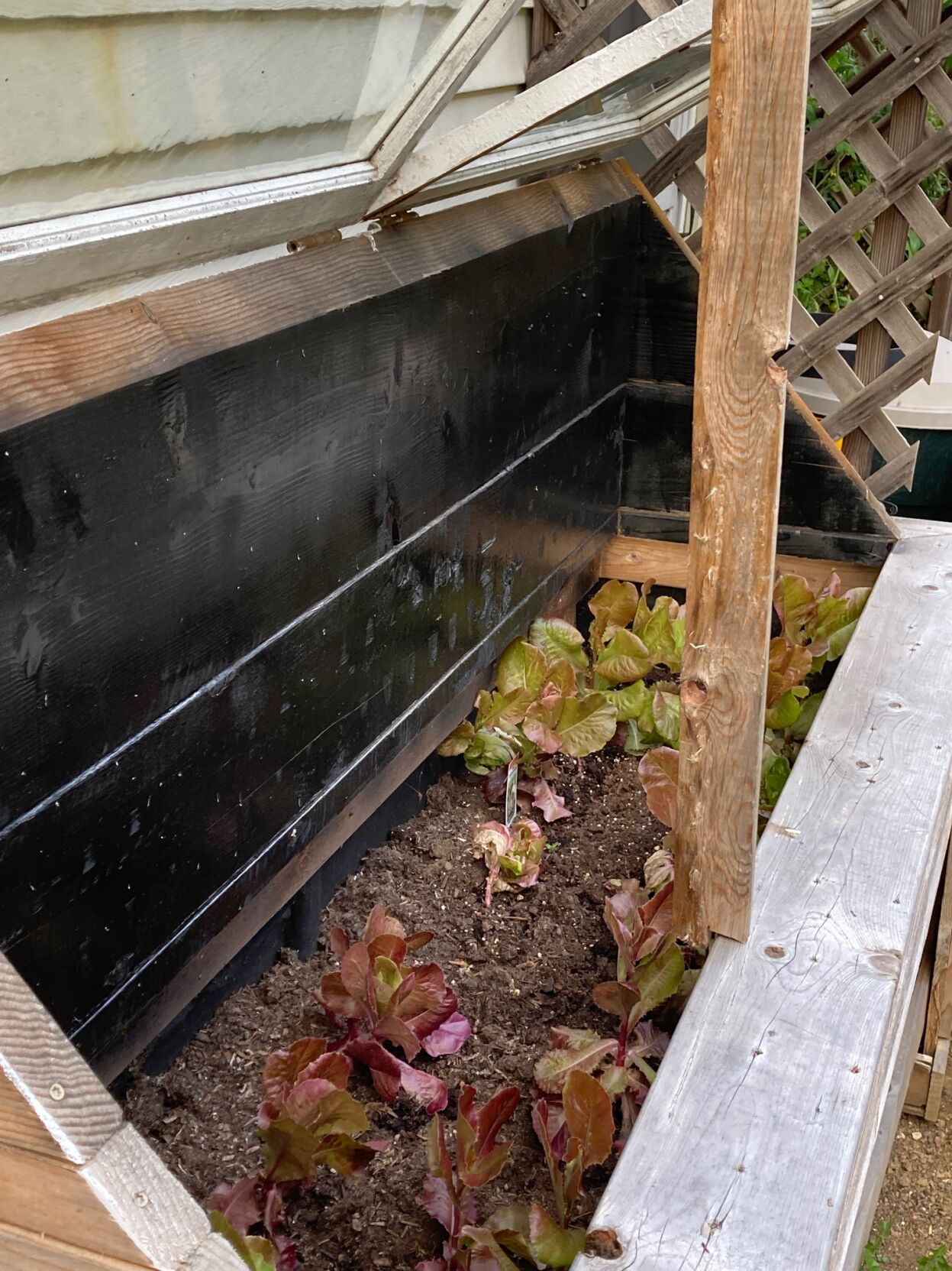 cold frame 3.jpg